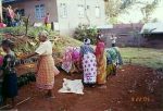 キディア女性グループの女性たちによって整備が進められている苗畑。すでに育苗も始められている。