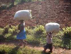 (画像3)大量の草を麻袋に入れ、頭上に載せて運ぶ村人