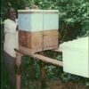 低標高地養蜂プロジェクト。ラングストロス式養蜂箱の点検作業
