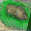 衛星から見たキリマンジャロ山