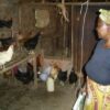 キランガ女性グループで実施している養鶏プロジェクト