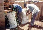 半乾燥地での野菜省水農法。スクマウィキの幼児苗を植え付ける