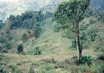 （写真左）１９９５年、植林１年後の植林地