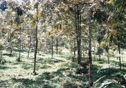 2005年現在の植林地