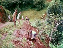 村の道路沿いで植林に取り組む村人たち