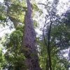 テマ村に隣接する森林保護区に残るOcotea usambarensisの成木