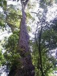 テマ村に隣接する森林保護区に残るOcotea usambarensisの成木
