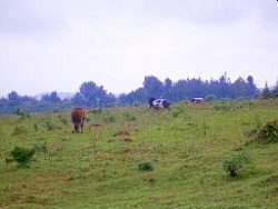 森を背景に草を食む牛たち