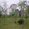 ルワ村に隣接する国立公園内の植林地で育つGrevillea robusta