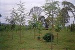 ルワ村に隣接する国立公園内の植林地で育つGrevillea robusta