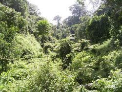 （写真２）村を出発して山道を歩くこと３時間ほど、テマ村の水源地の一つはこんな場所にある。