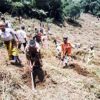 キリマンジャロ山の裸地化した斜面で植林に取り組む村の女性たち