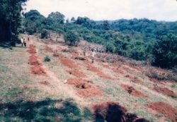 今から20年以上前の1996年、村人たちがキリマンジャロ山の裸地化した斜面に森を 蘇らせようと、植林に取り組んでいる時の写真。同じ場所のその後の様子が下の写真