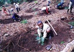かつての政府の森林プランテーションの跡地。毎年雨季になると、村人たちは森を蘇らせようと総出で植林に取り組んできました。