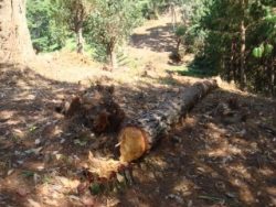 森林を伐採し造成された分断ライン