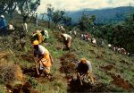 森を失ったキリマンジャロ山の尾根で植林に取り組む村人たち