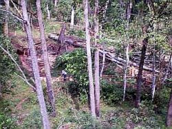 テマ村で伐採される木