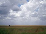 （写真）まさに「海」。セレンゲティに果てしなく広がる草原