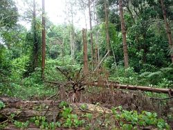 (写真３)10年以上も間伐ができなかった木が倒されてしまった現場