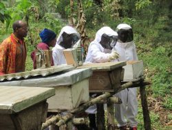 養蜂箱を検査する村人たち