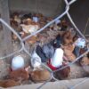 飼育しているのは病気に強い地鶏と採卵品種の掛け合わせ