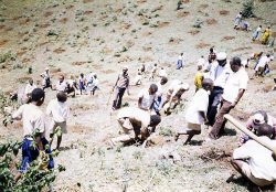 キリマンジャロ山の裸地化した山肌で植林に取り組む村人たち
