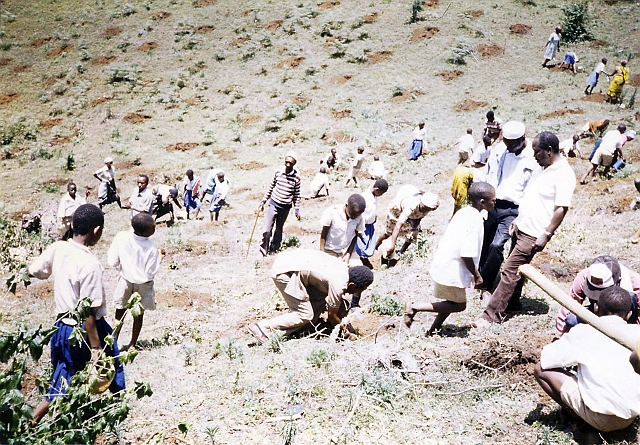 Villagers planting trees on bare ridge of Mount Kilimanjaro