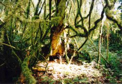 キリマンジャロ山で村人たちが守ってきた“エデンの森”には、今も豊かな森が残っている
