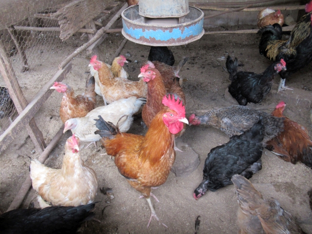 キリマンジャロ山での養鶏事業