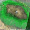 衛星画像によるキリマンジャロ山と森の様子