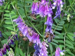 蜜源の花に集まってきたミツバチたち