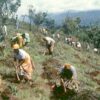 キリマンジャロ山の裸地化した里山の尾根で植林に取り組む村人たち（1994年）。ここかつての政府の森林プランテーション跡地。再植林されることなく放棄された。
