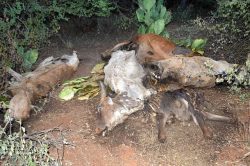 キリマンジャロ州のムワンガ地域で干ばつのため家畜の牛5,000頭が死んだことを伝える地元紙Mwananchi