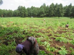 森林プランテーションの中でジャガイモを耕作する村人たち