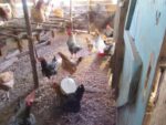 試験養鶏で飼育されている鶏