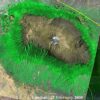 キリマンジャロ山の衛星画像。もともとの国立公園は、森林帯より上部だけであった。