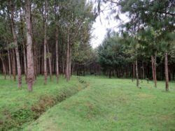 村人たちによって植林されたかつての“生活の森”。現在は国立公園に取り込まれ、利用は許されなくなった。