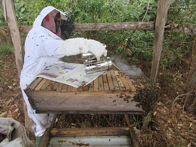 気性の荒いアフリカミツバチの内検作業は大変です！