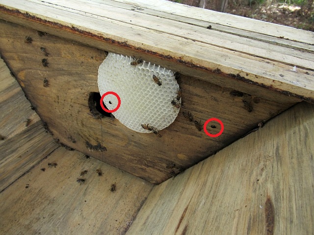養蜂箱に侵入したsmall hive beetle（赤丸印部）