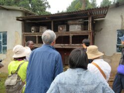 村で取り組まれいているハリナシバチの養蜂を見学