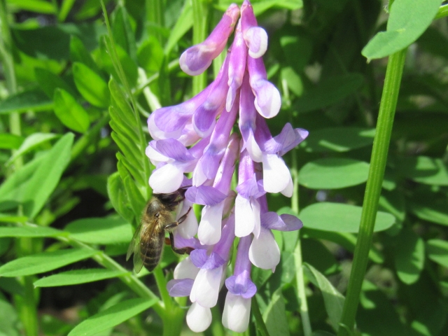 「ミツバチの森」づくりは第2段階へ