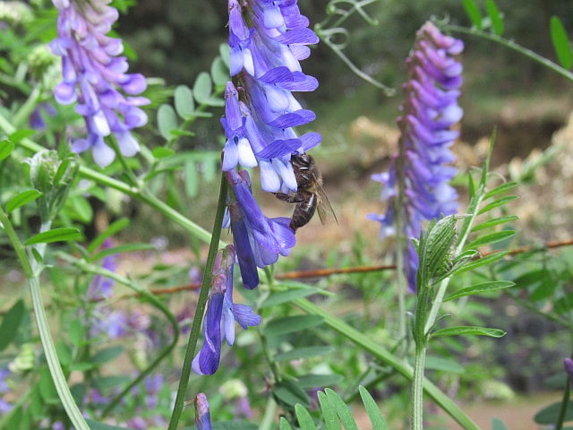新型養蜂箱への期待と「ミツバチの森」づくり